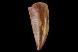 Serrated, Raptor Tooth - Real Dinosaur Tooth #133430-1